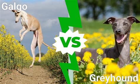 greyhoundbet,greyhound galgos